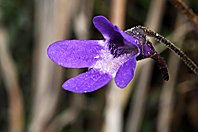 Pinguicula vulgaris